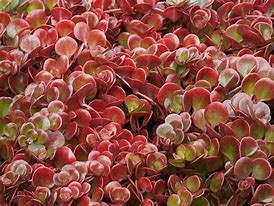 Image result for Sedum tetractinum Coral Reef