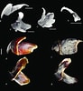 Afbeeldingsresultaten voor Coleoidea shells. Grootte: 92 x 100. Bron: www.researchgate.net