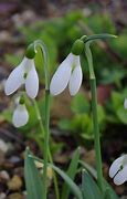 Image result for Galanthus Cedric Prolific