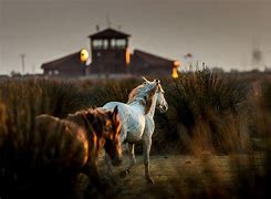 Image result for National Geographic Wild Horses