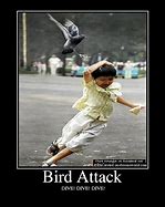 Image result for Meme Mail Order Attack Bird