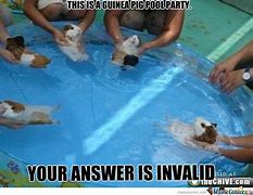 Image result for Open a Pool Meme