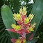 Image result for Tropical Forest Flowers