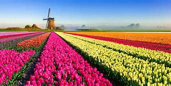Image result for Tulip Season Netherlands