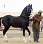 Image result for India Horse Breeds