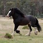 Image result for Most Beautiful Shire Horse