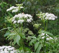 Image result for Sium latifolium