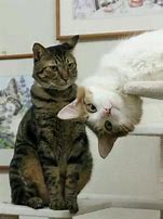 Image result for Today's Funny Cat
