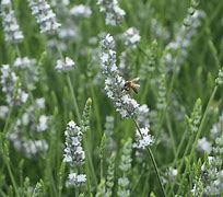 Image result for Lavandula intermedia (x) Edelweiss