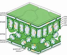 Image result for Palisade Cell