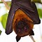 Image result for Bat Facts for Kids