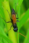 Image result for Blue Cow Ants