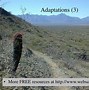 Image result for Saguaro Cactus Adaptations