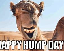 Image result for Friend Happy Hump Day Memes