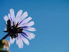 Image result for Single Violet Flower