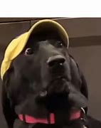 Image result for Worried Dog Meme