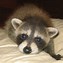 Image result for Cutest Baby Raccoon