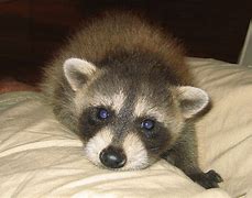 Image result for Cutest Baby Raccoon