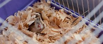 Image result for Bedding for Hamsters