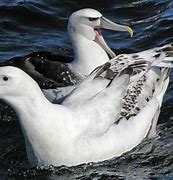 Image result for albatroe