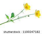 Image result for Buttercup and Butch Loss
