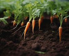 Image result for Carrot in Ground