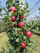 Image result for Apple Tree Nursery