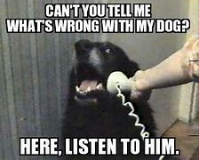 Image result for Hello This Is Cow Phone Meme Dog