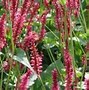 Image result for Persicaria amplexicaulis JS Calor