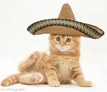 Image result for Cat Wearing Sombrero