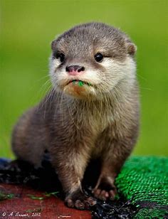 Pin on otters
