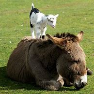 Image result for Donkey Goat Merlot Blakeman