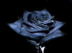 Image result for Today Is Going to Be a Great Day Wallpepar in Black