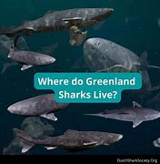 Image result for Greenland Shark Alaska