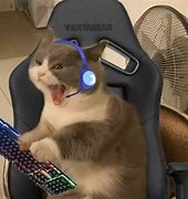 Image result for Cat Meme Gameing