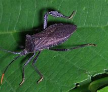 Image result for "leaffooted-bug"