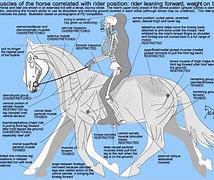 Image result for Horse Riding Position