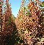 Image result for Quercus bimundorum Crimson Spire