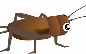 Image result for Cricket Insect PNG