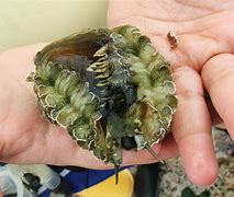 Image result for Green Abalone Animal