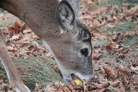 Image result for Funny Apples for Deer Bait Memes