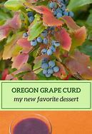 Image result for Concord Grape Vine Diseases