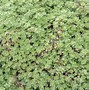 Image result for What Does Thyme Look Like