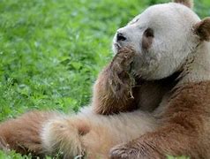 Image result for Albinism Panda