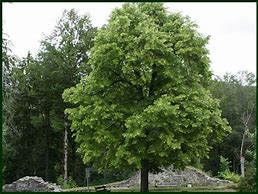 Image result for Monterrey Oak Tree