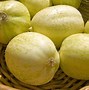 Image result for Apple Cucumber Plants