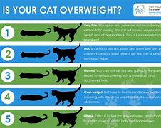 Image result for Fat Cat Chart Meme