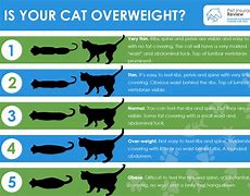 Image result for Cat Fat Chart Meme