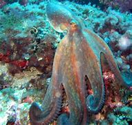 Image result for Octopus Vulgaris