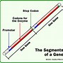 Image result for Genome Diagram